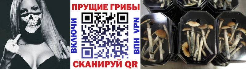 Псилоцибиновые грибы Cubensis Зеленогорск